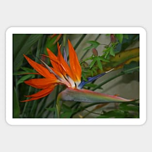 Bird of Paradise Flower Sticker